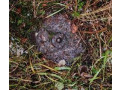 Полигон пространственный эталонный Свердловский  (Фото 5)